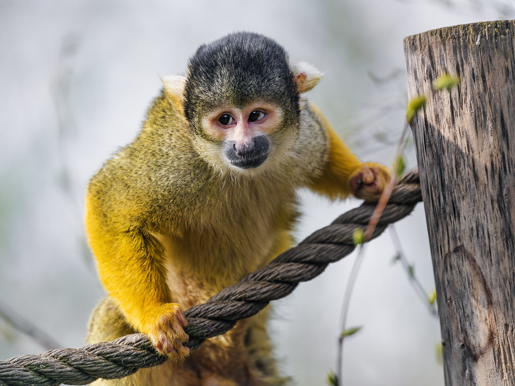 Squirrel monkey and rope This one was posing white holding… Flickr