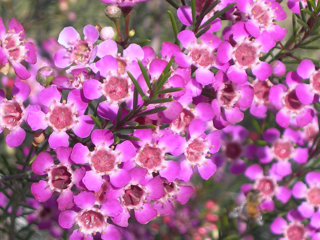 Wax Flowers Geraldton Wax Flowers, endemic to Western Aust… Flickr