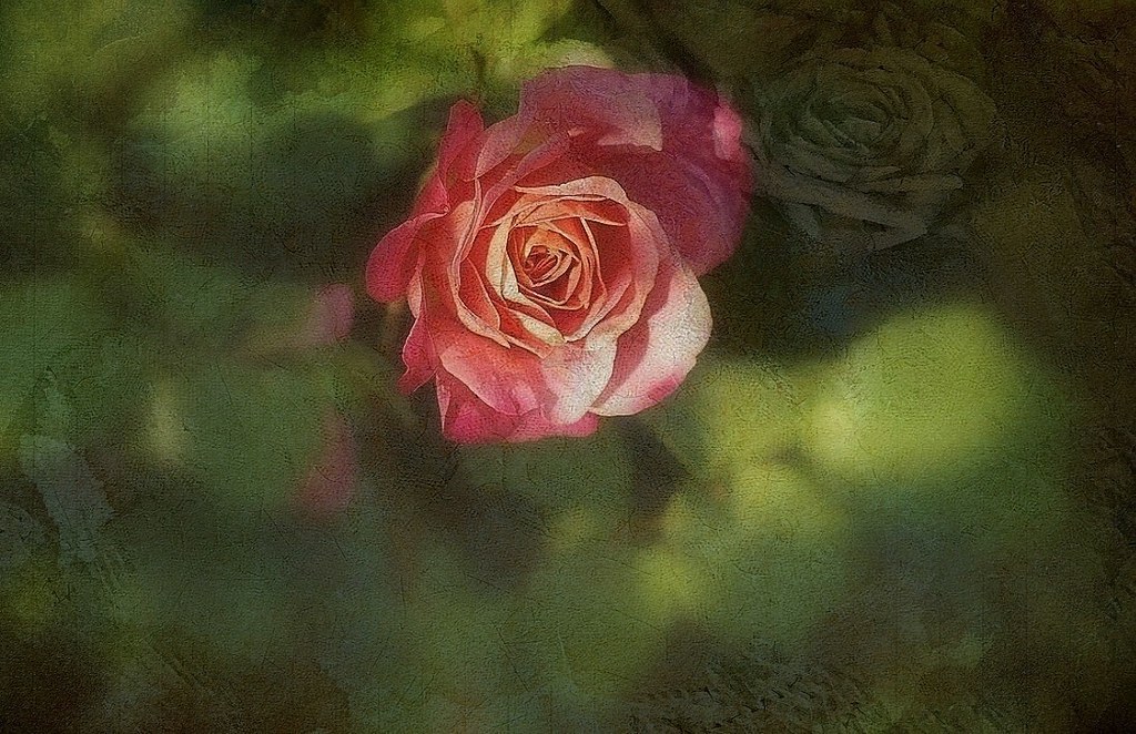 La rose, la reine des fleurs Texture Cris Buscaglia Lenz Flickr