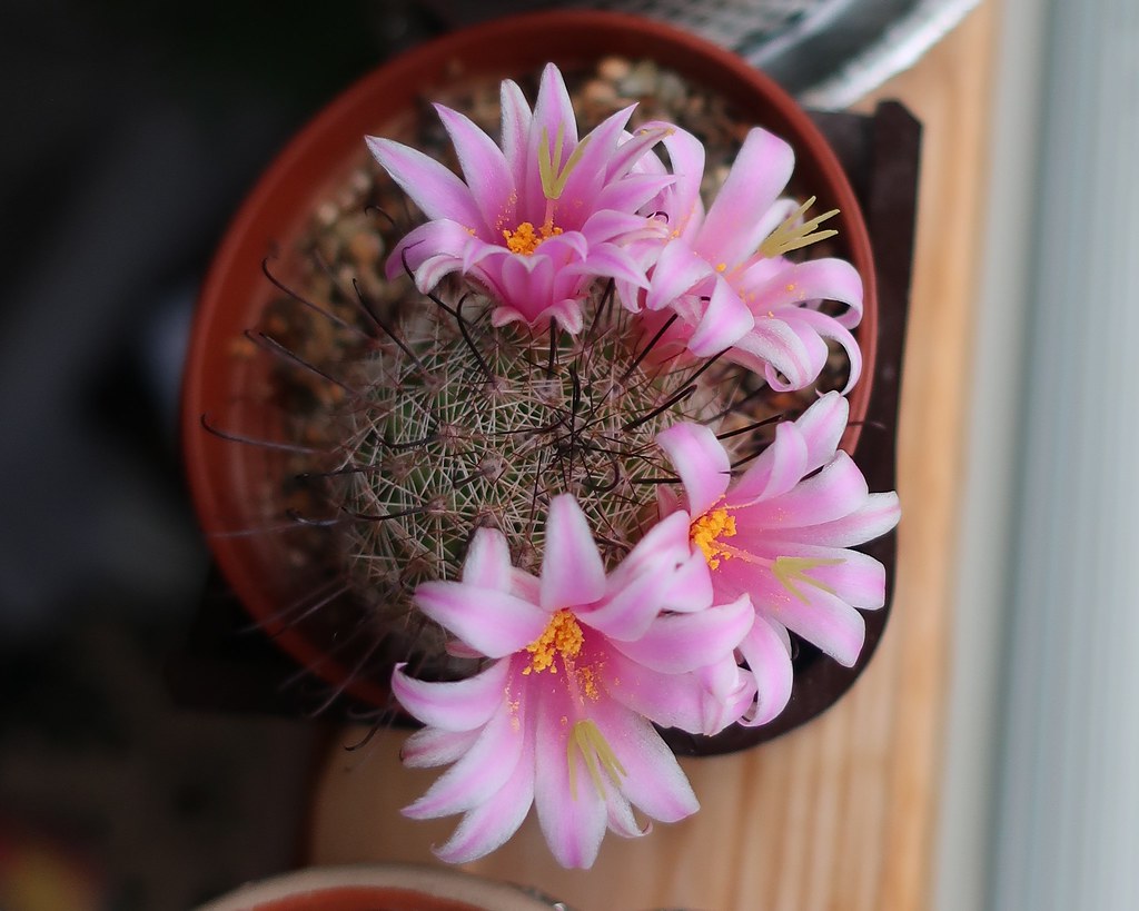 Finally first flower!