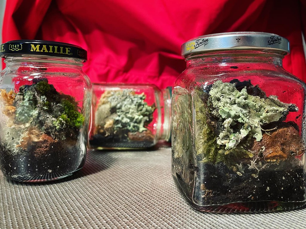 Makin lil moss & lichen terraria in jars. terrarium terr… Flickr