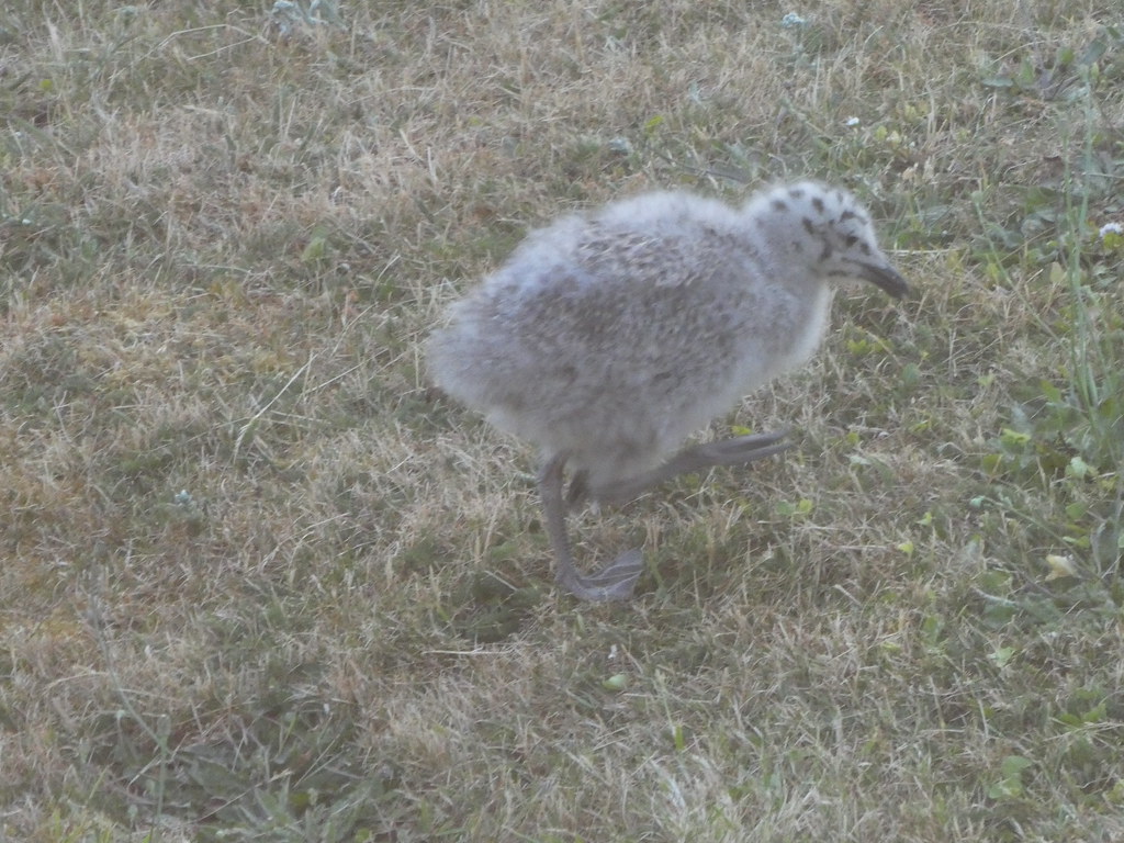 Baby Herring Gull Dawlish John Southall Flickr