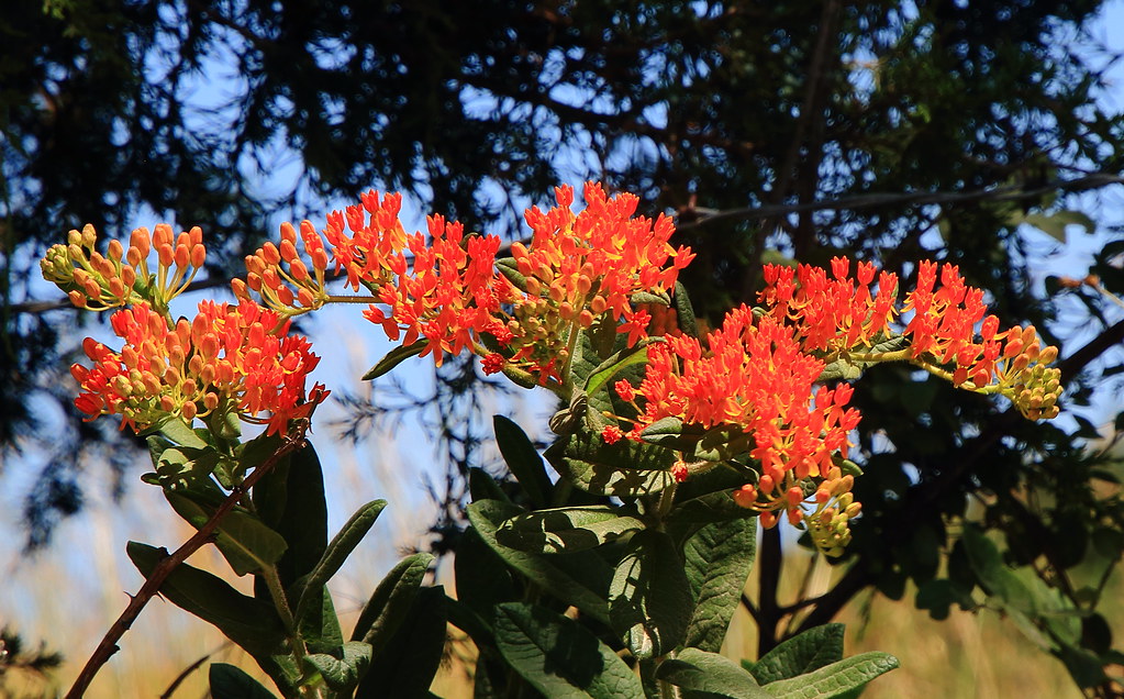 Butterfly Weed (wildflower) Along Smyrna Road in Madison… Flickr