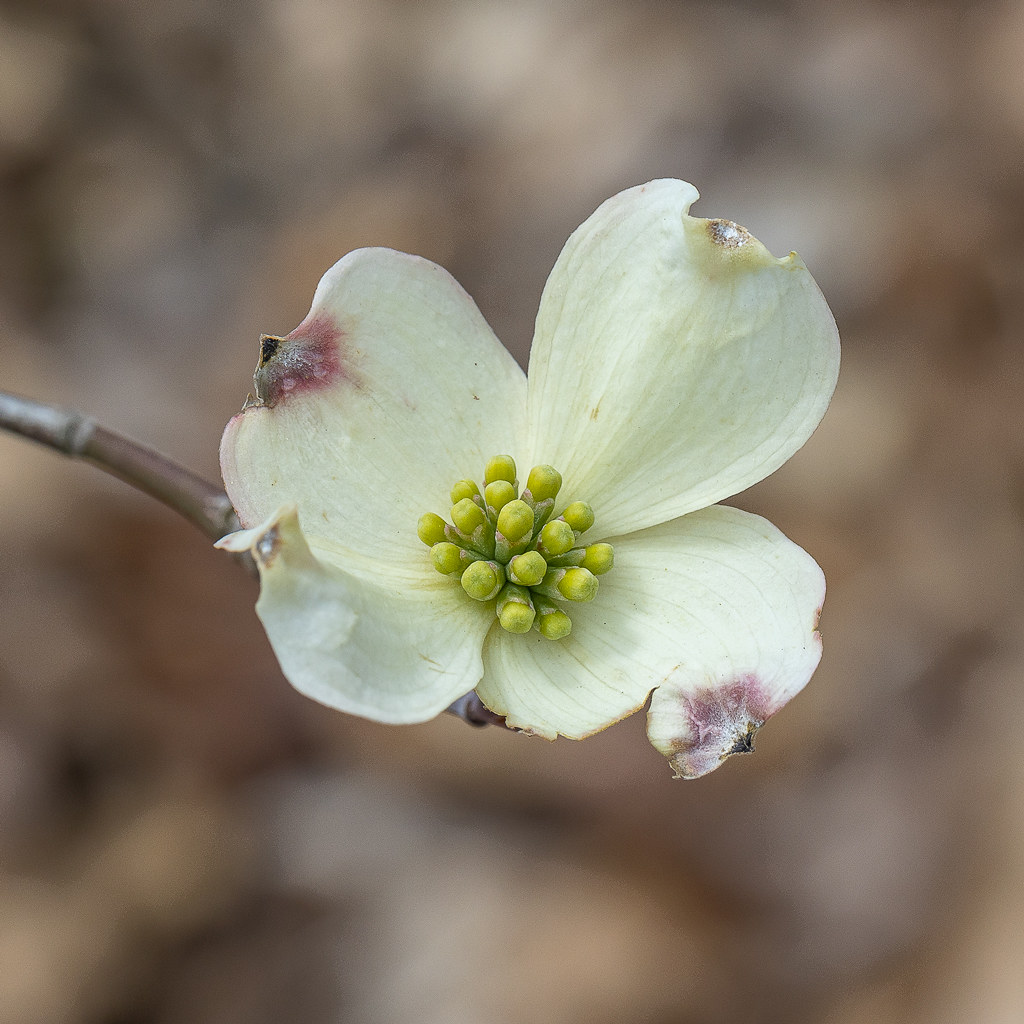 Dogwood 2 Cuyahoga Valley National Park, OH, Brandywine G… Flickr