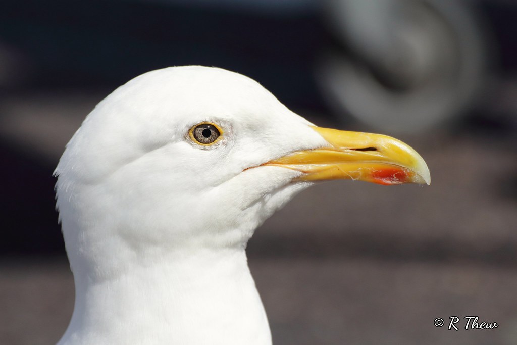 The local dustbin. Herring gull (Larus argentatus) Meaning… Flickr