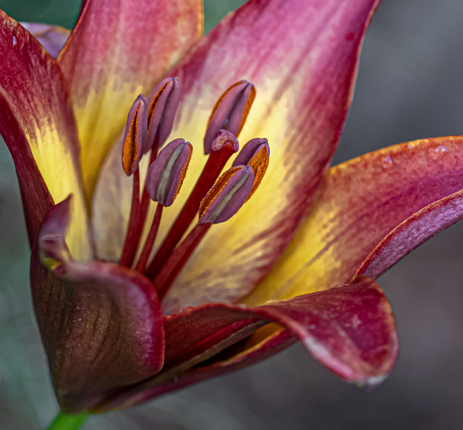 Best of flowers Flickr