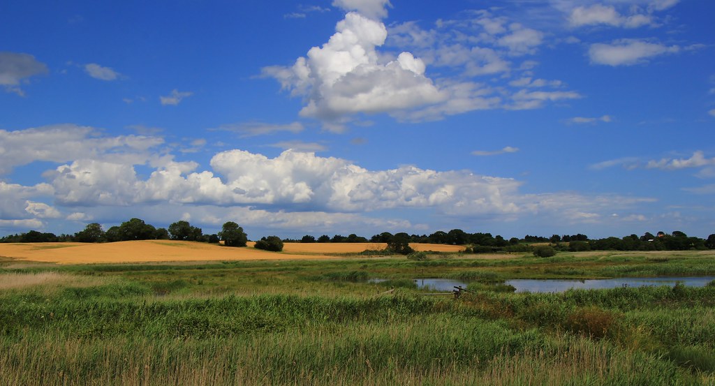 Hen Reedbeds (Suffolk Wildlife Trust) 260623 (1) Richard Collier Flickr