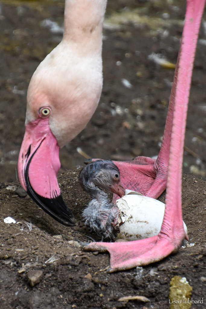 DSC_0399.jpg Lisa Hubbard Flickr