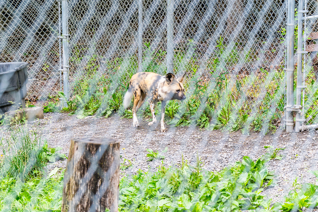 Utica Zoo, Utica, NY African Painted Dob Paige Miller Flickr