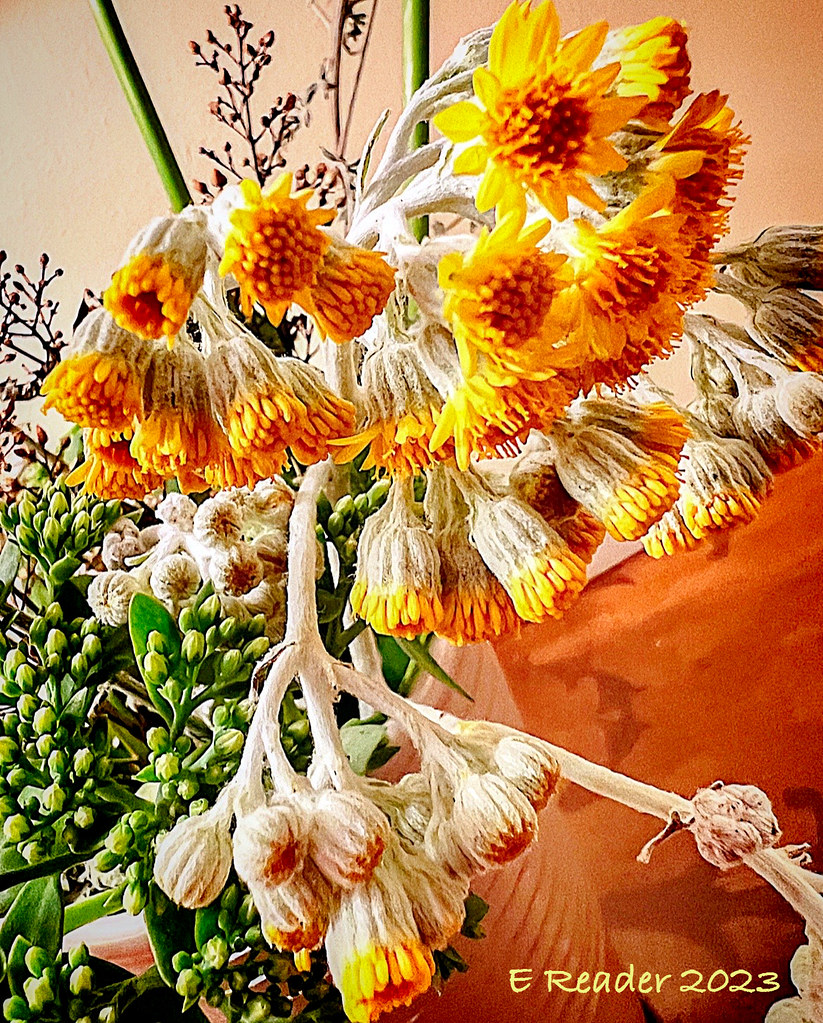 Dusty Miller in Bloom Dusty Miller (Senecio cineraria) is … Flickr