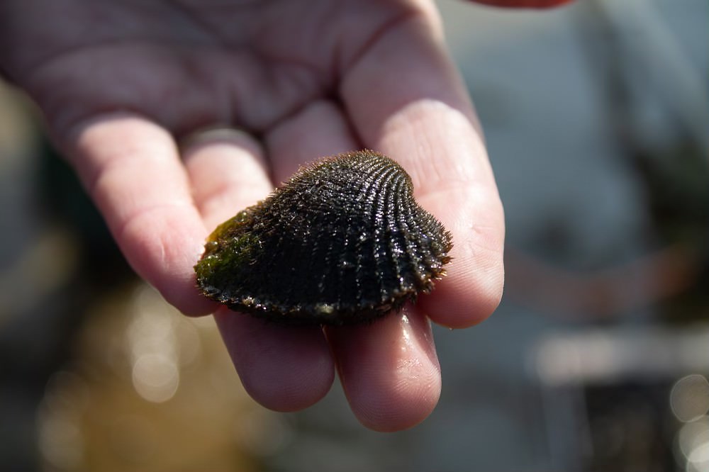 Wellfleet Tidal Flats Blood Ark photo Zachary Burton Flickr