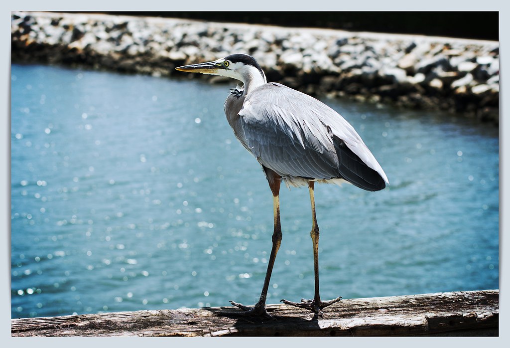 Great Blue Heron Seal Beach California Pentax K70 SMC PE… Flickr