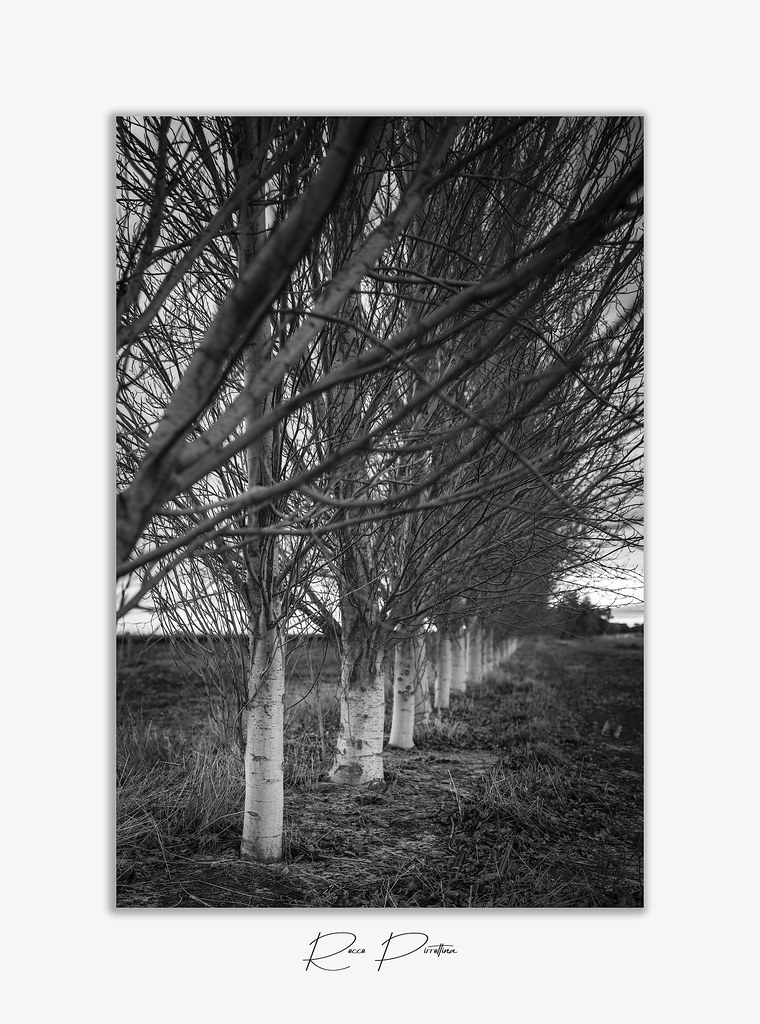 Poplar Trees Poplar trees in Black and White Rocco Pirrottina Flickr