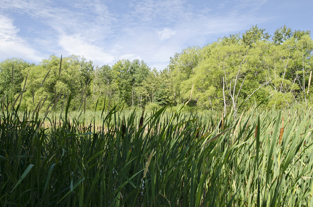 Zone humide et sa forêt au Parc Beauséjour à Rimouski. Flickr
