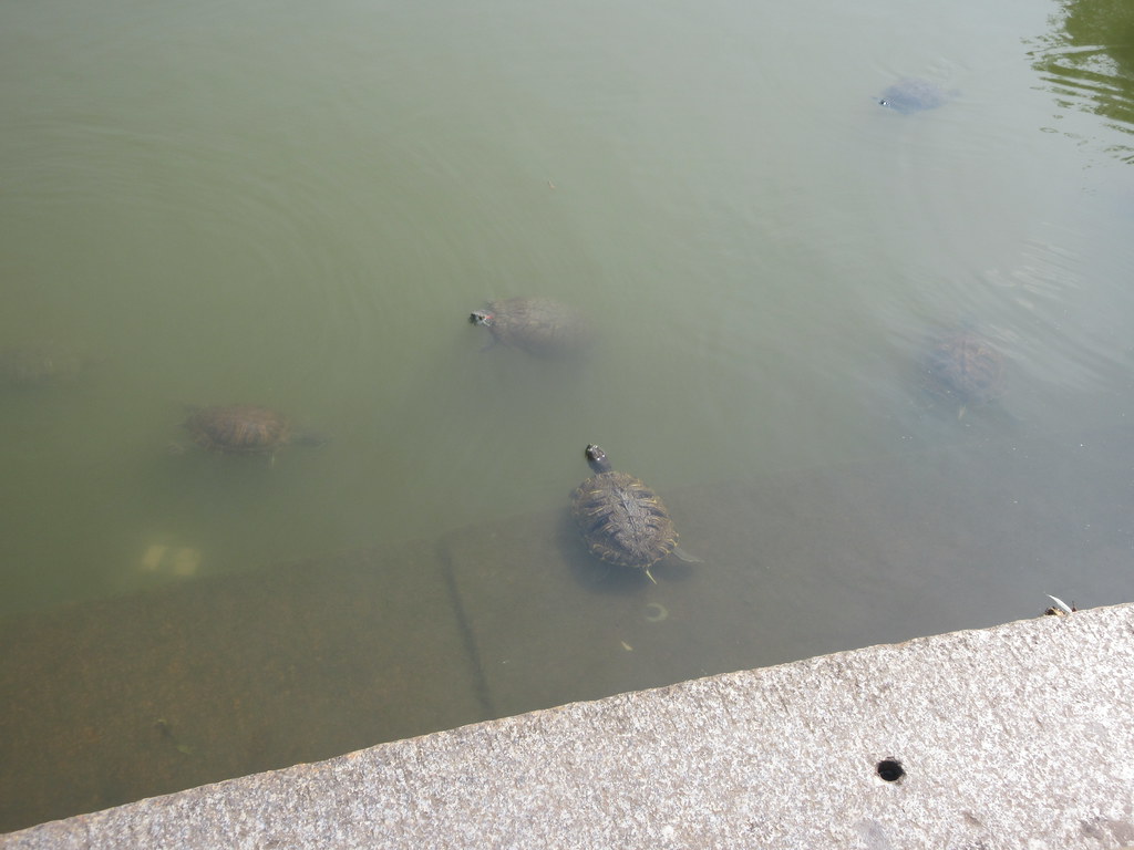 2023 Boathouse Restaurant and Pond with Turtles 7684 Flickr