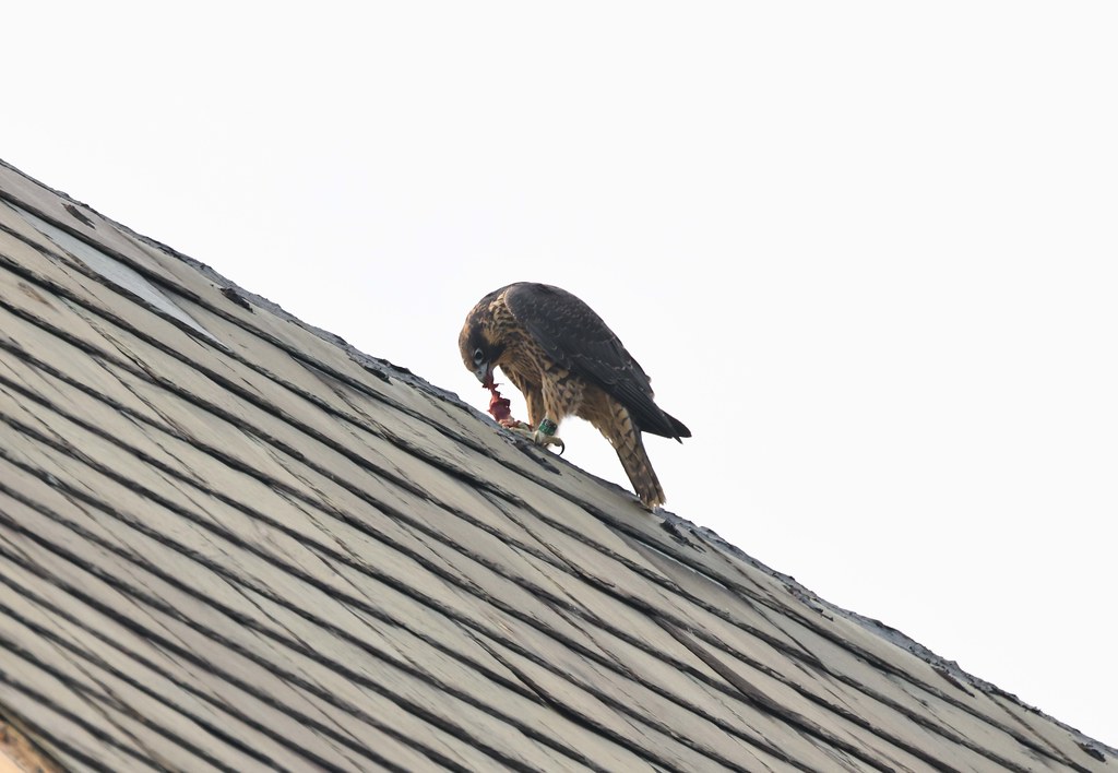 224A4958 xx BC 27 eating Williams Flickr