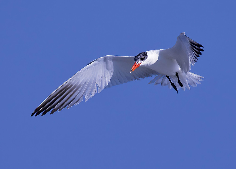 Caspian Tern (nonbreeding), Braddock Bay East Spit © Alan … Flickr