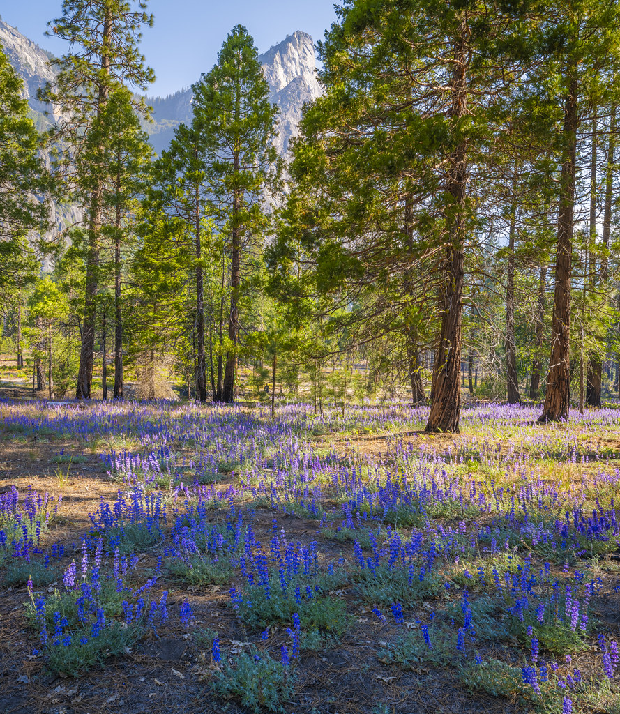 Purple Lupine Wildflowers Superbloom Yosemite National Park Summer