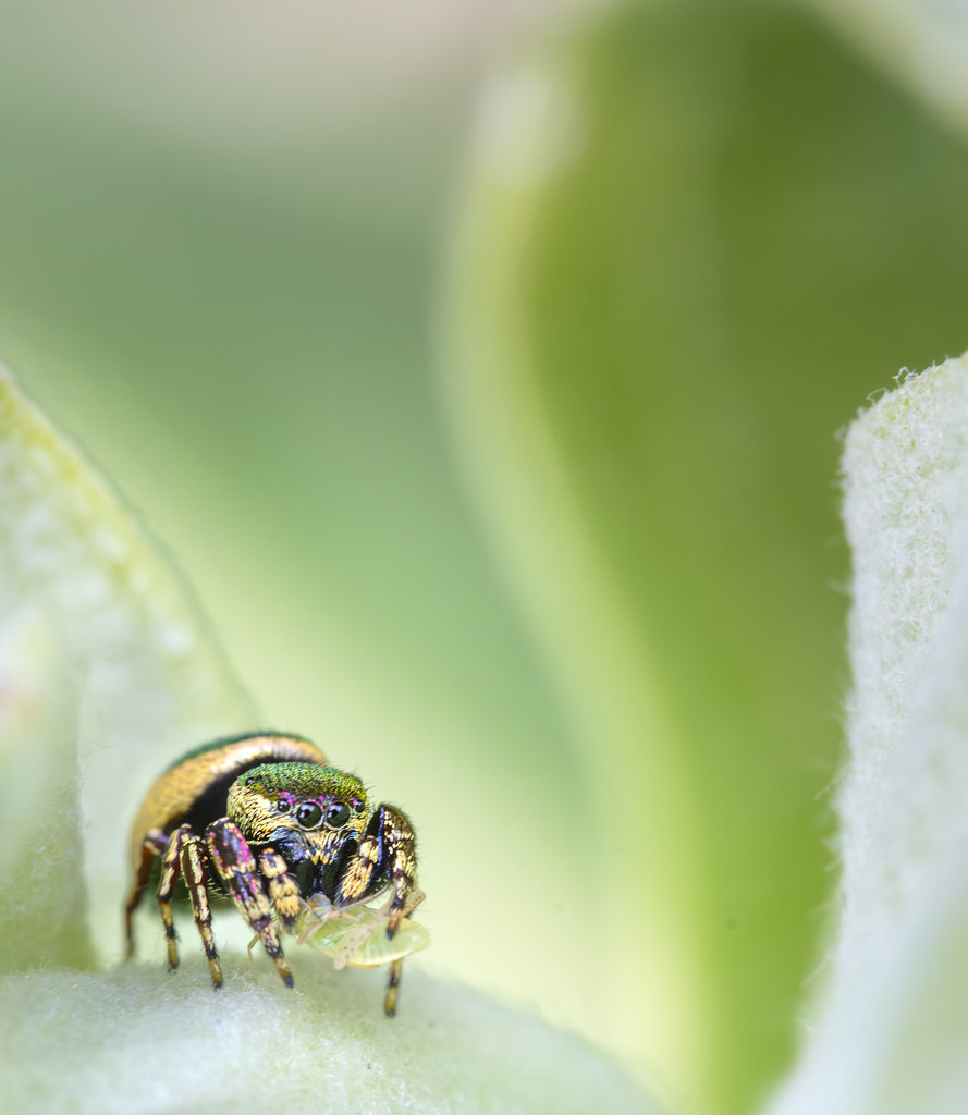 Common leaf beetle jumping spider Jami Bollschweiler Flickr