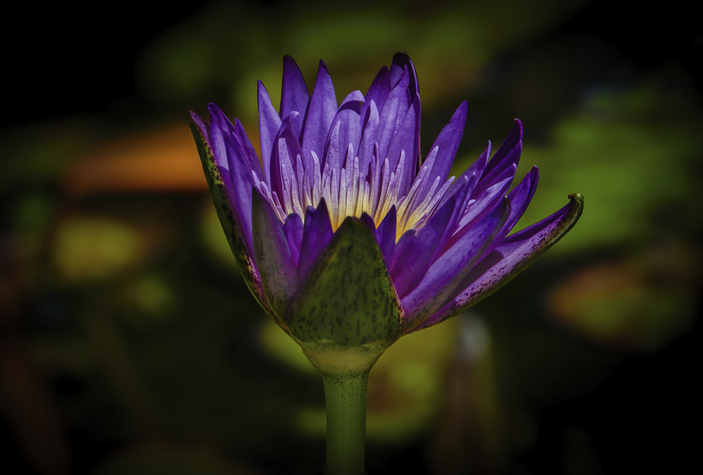 Water Lily Wallis Creek Water Gardens at Mulbring, NSW. Loraine