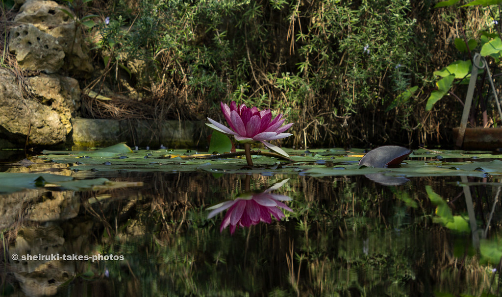 Flower In The Mirror Taken at the botanical garden of Blan