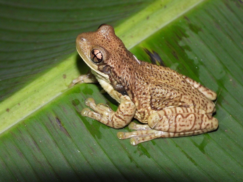 Amazon milk frog Scientific name Trachycephalus resinific… Flickr
