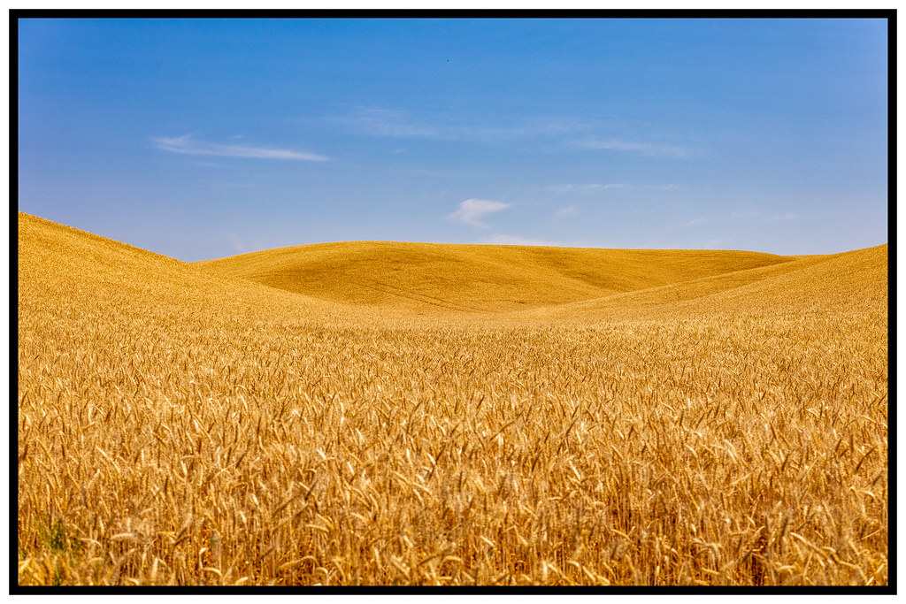 Amber Waves of Palouse Grain Flickr