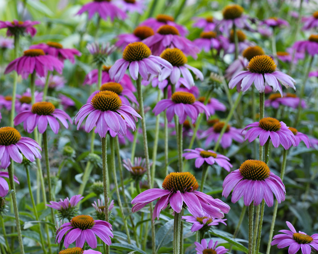Purple Coneflowers Purple Coneflowers blooming in the gard… Mike