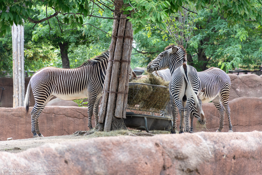 Zebras, St. Louis Zoo, MO James B. Tubman Flickr