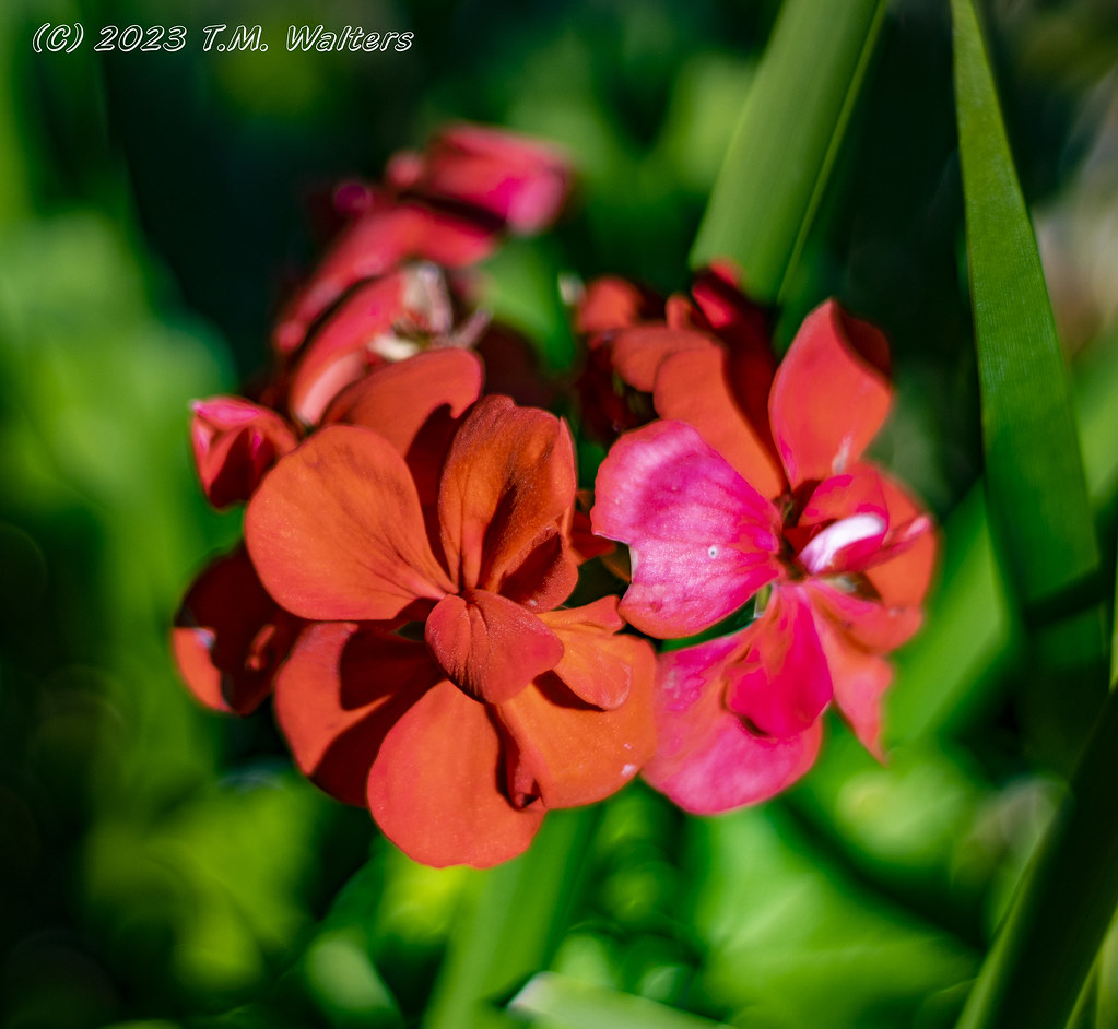 Red flowers Troy Walters Flickr
