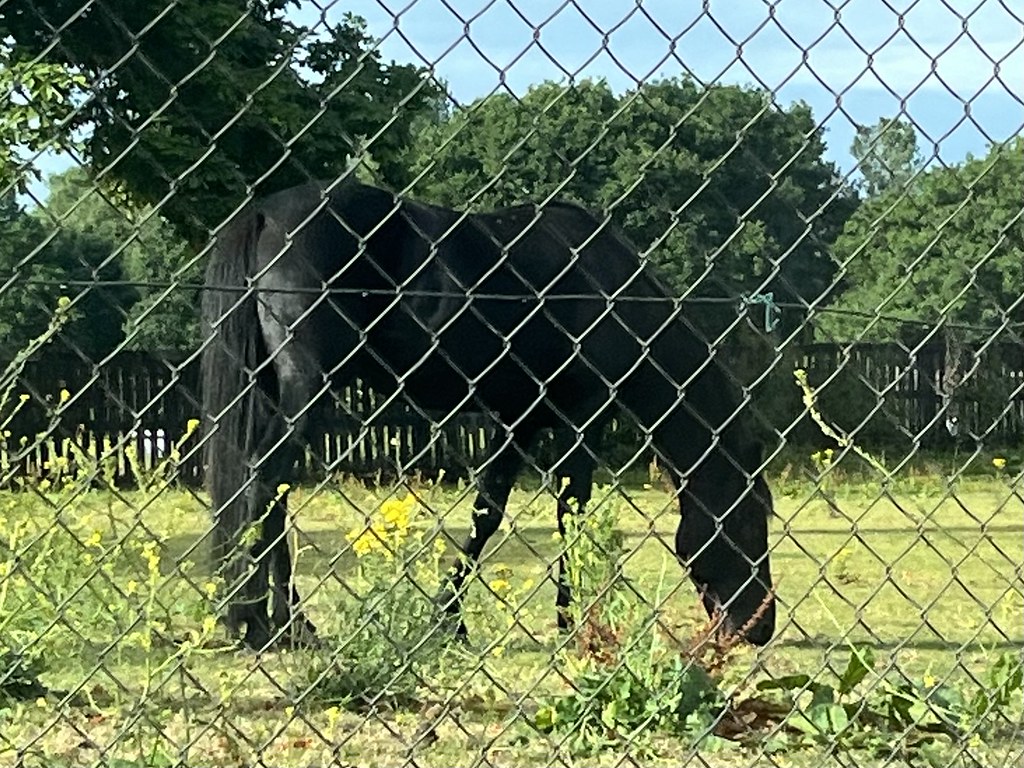 horse and fence, Bromley andy hebden Flickr