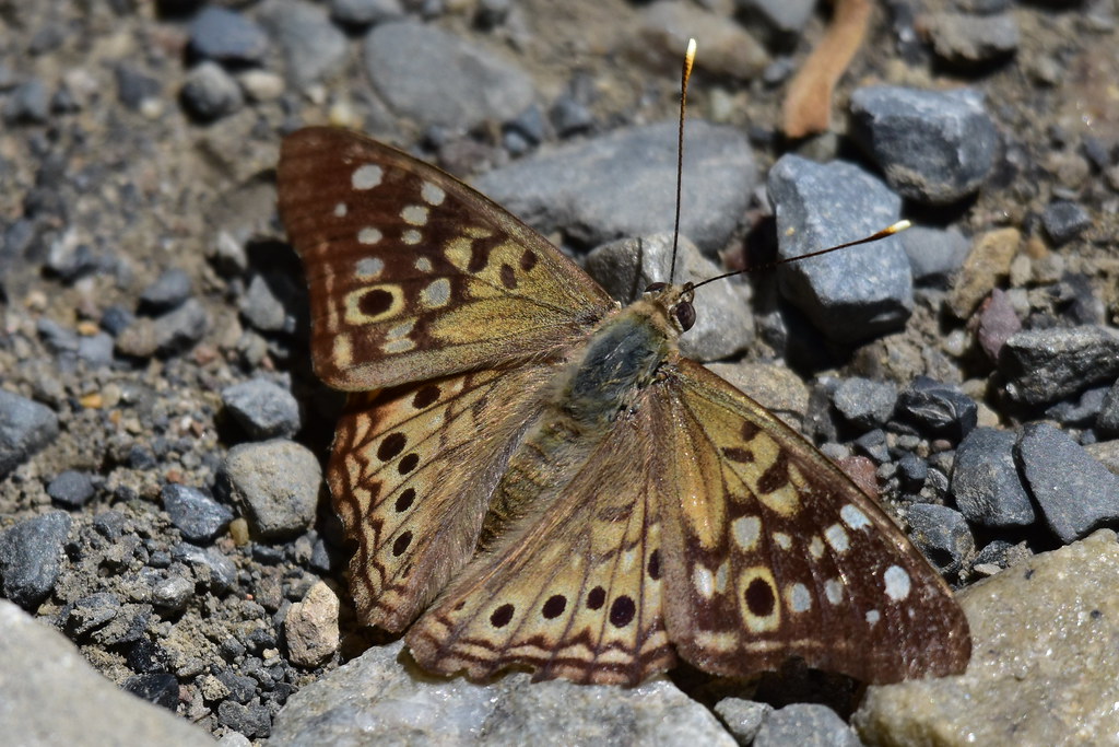 HACKBERRY EMPEROR.....FTR Bruce Johnson Flickr