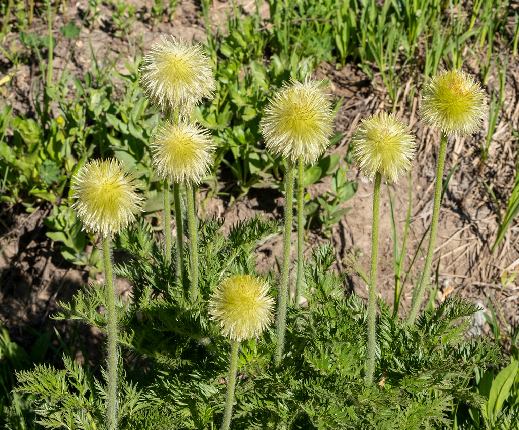 Pasque flowers gone to seed Bob Schor Flickr