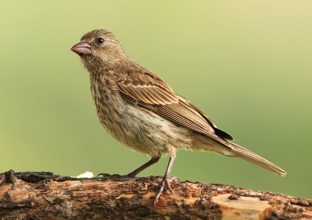 house finch juvenile at Lake Meyer Park IA 116A8526 Flickr