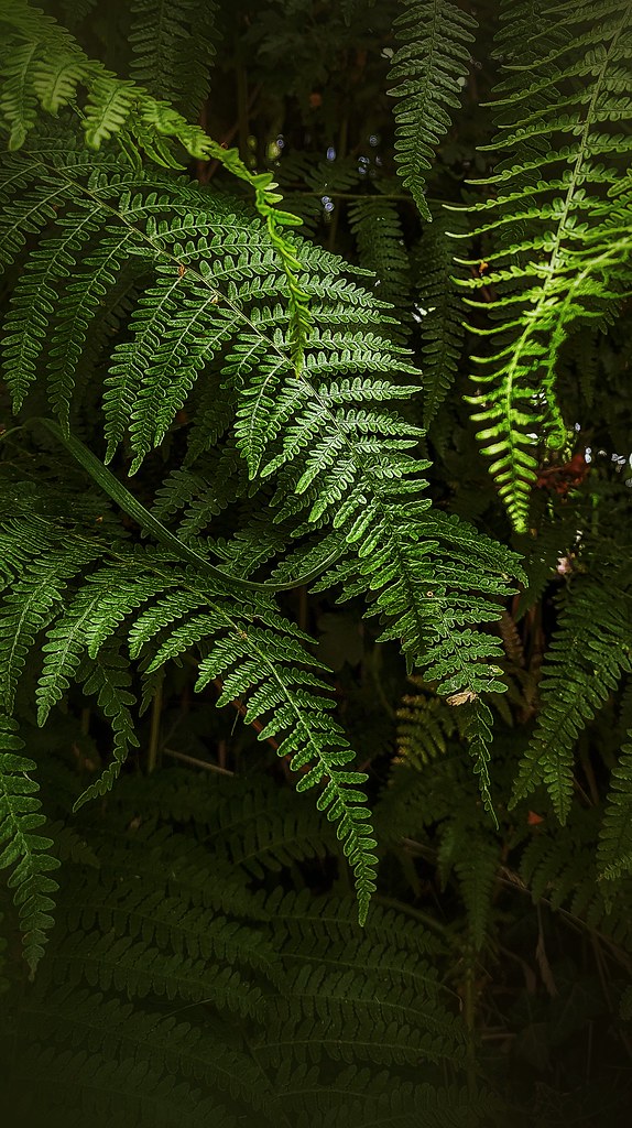 Holmes Chapel Andrea Jackson Flickr