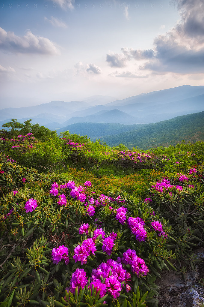 Roan Highlands Fabulous views were revealed to me the day … Flickr