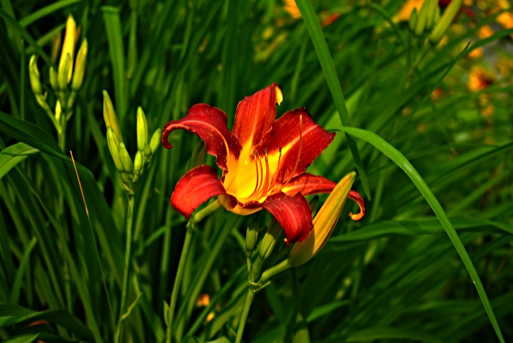 20230717DayLily0001 WEst Pond, Parsonsfield, Maine. Day … Flickr