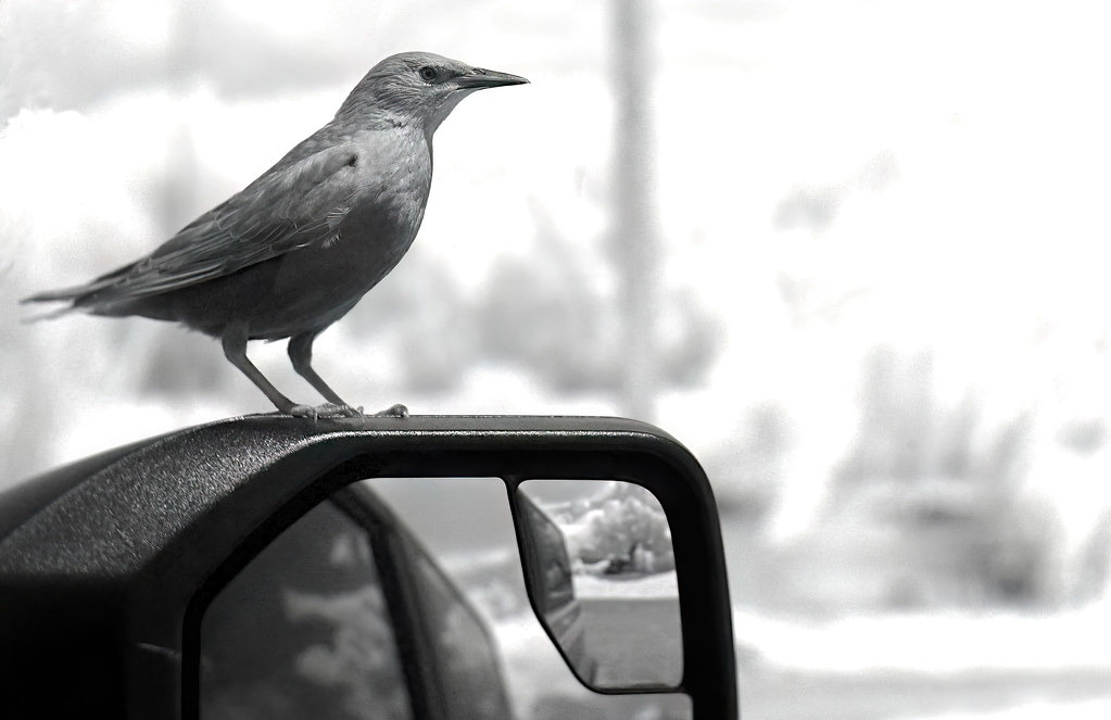 Bird on Car Mirror a photo on Flickriver