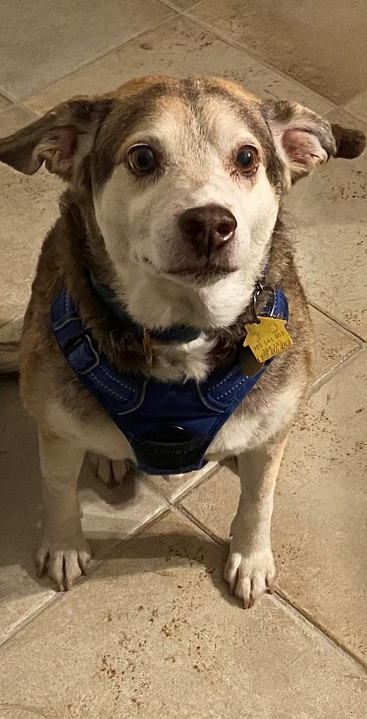 Hachi K. Brookfield Town Clerk Flickr