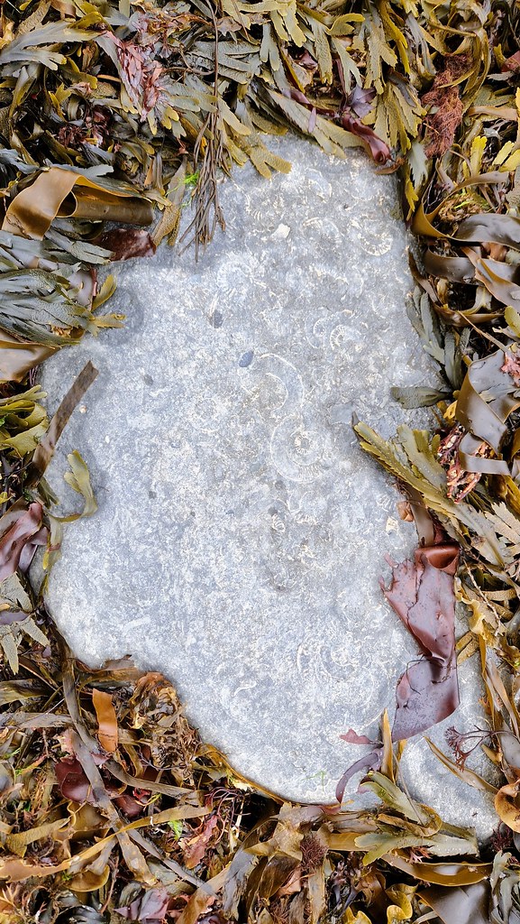 Ammonite pavement, Lyme Regis Henri Weisen Flickr