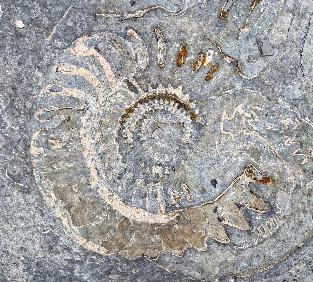 Ammonite pavement, Lyme Regis Henri Weisen Flickr