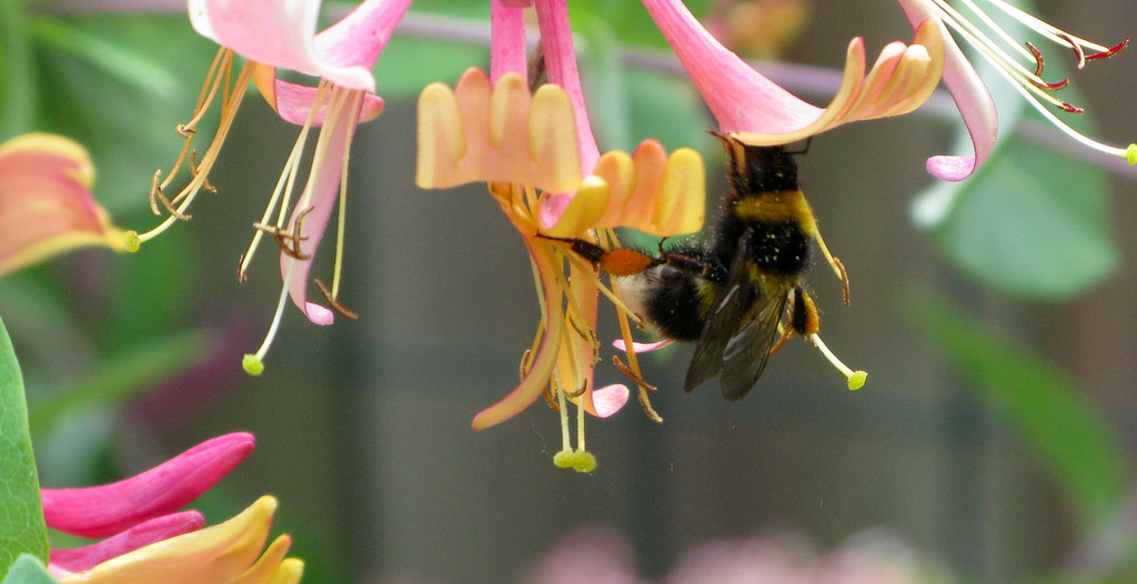Honeysuckle. Bees (Antophila) with pollen .Looking for hon… Flickr