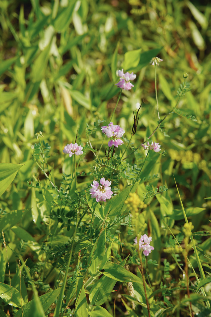 Heron Nature Trail flower and nature Sheen Maru Flickr