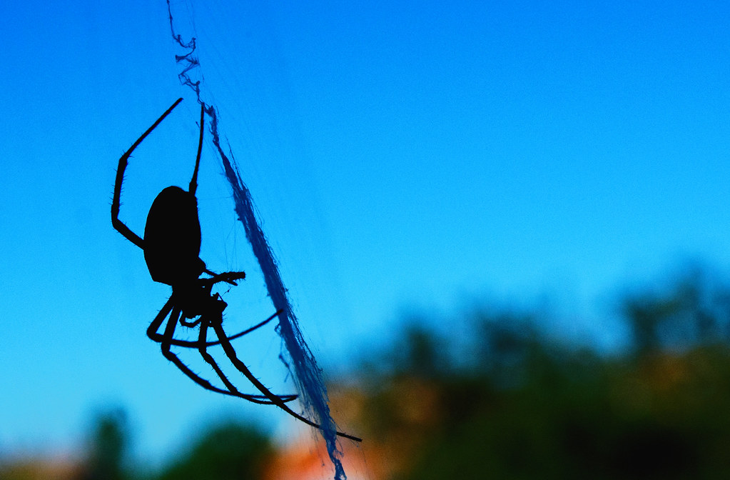 Awaiting Dinner Guests Black and Yellow Garden Spider Flickr