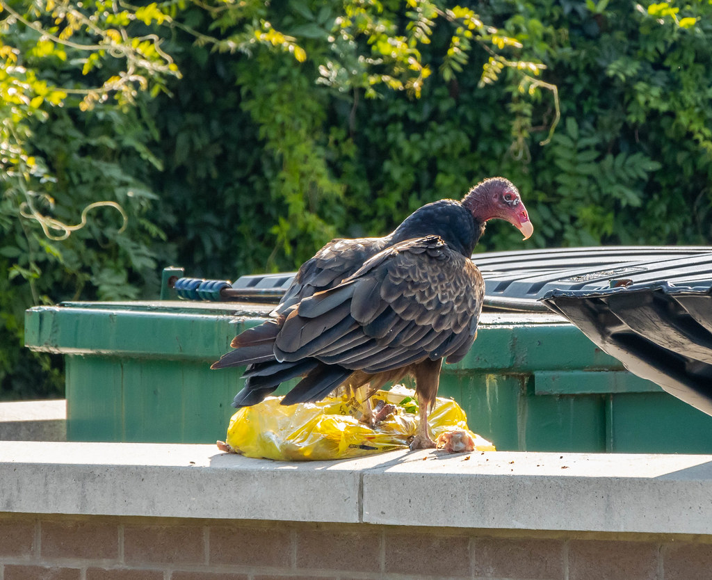 Tukey Vulture Waterdown, Ontario Turkey Vulture eating o… Flickr