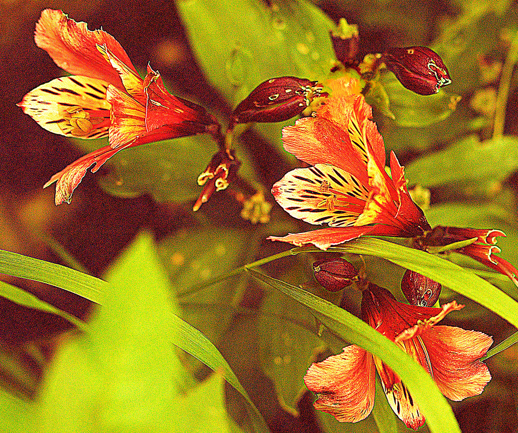 St. Martinsflowers martin gresty Flickr