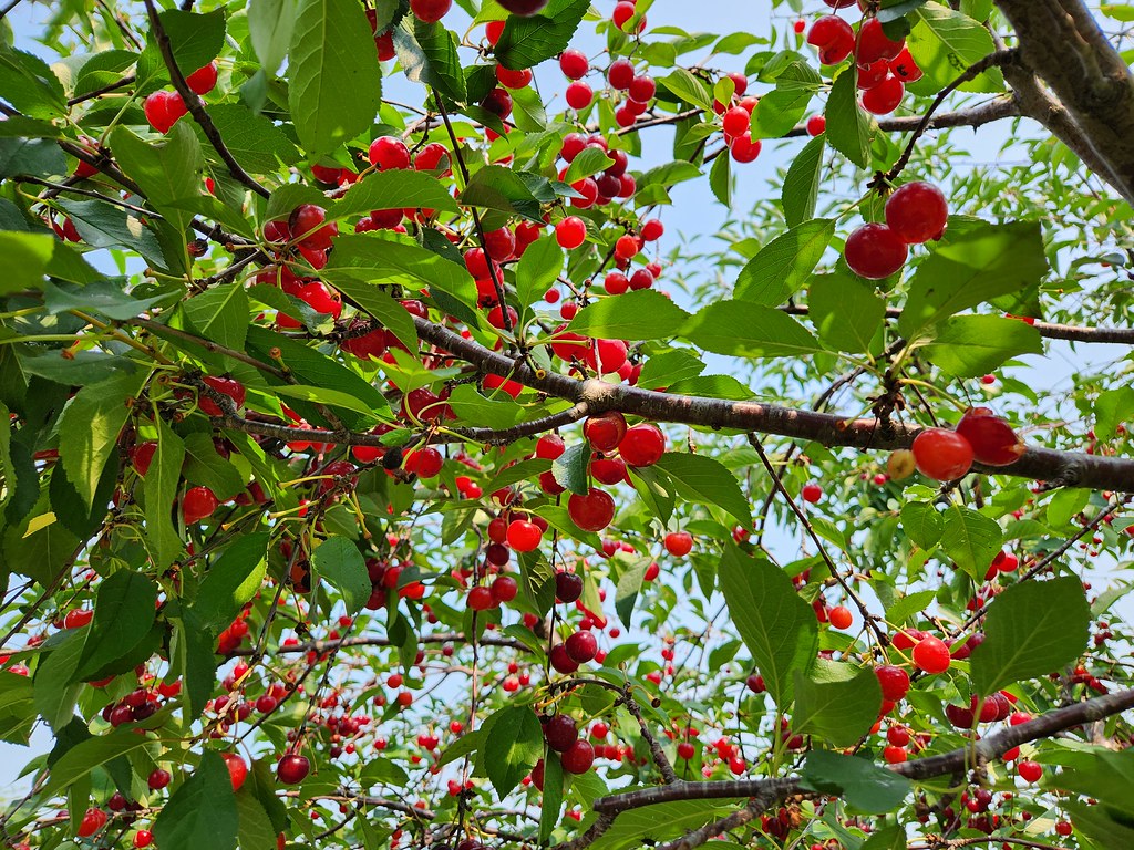 UPick Cherries at Wasem Fruit Farm (Milan, Michigan) Su… Flickr