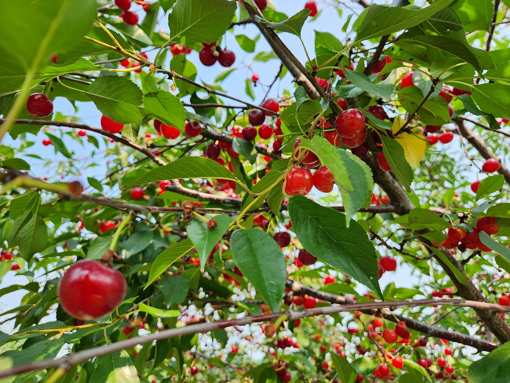 UPick Cherries at Wasem Fruit Farm (Milan, Michigan) Su… Flickr