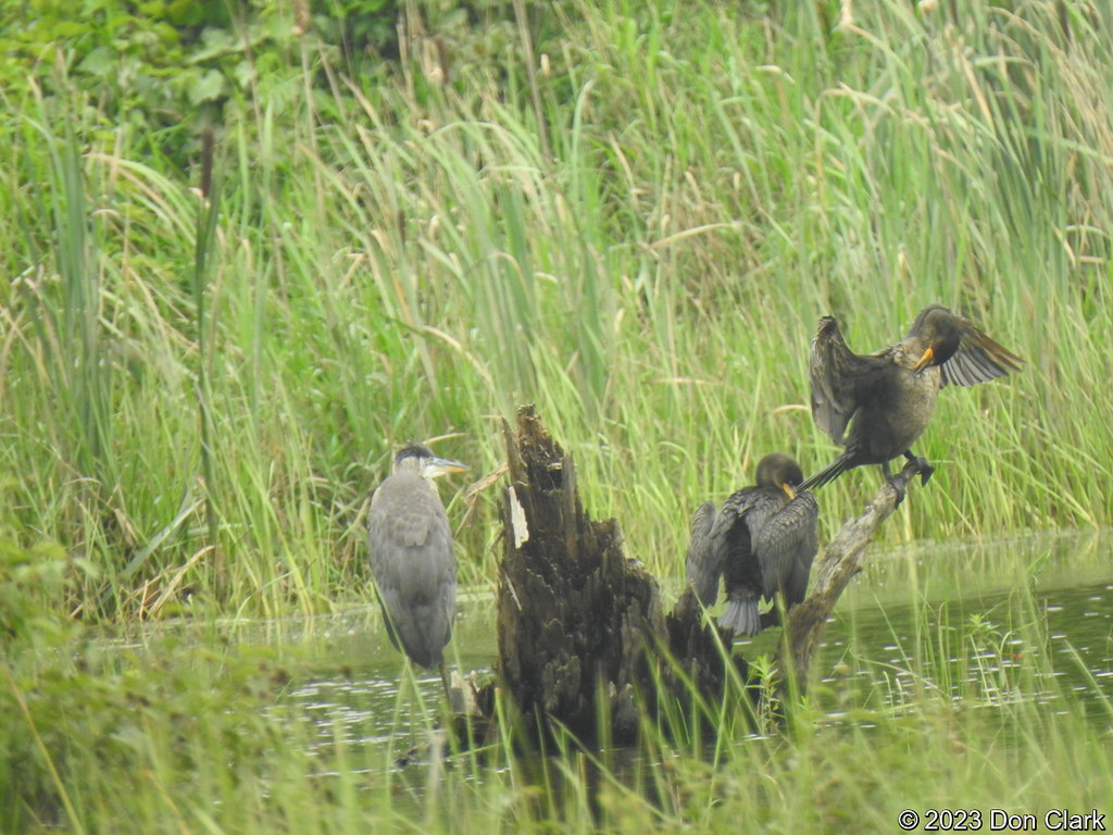 GBH & DC Cormorants, Allens Marsh, Westminster, VT Flickr