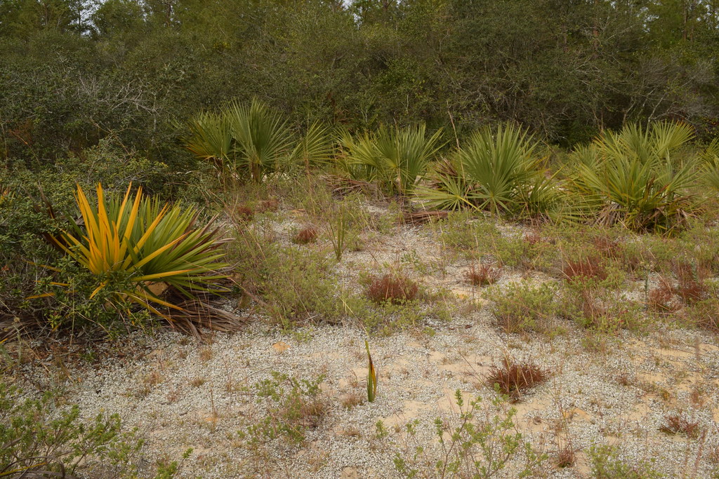 Sand Skink Habitat, Marion County, Florida Sadly, most of … Flickr
